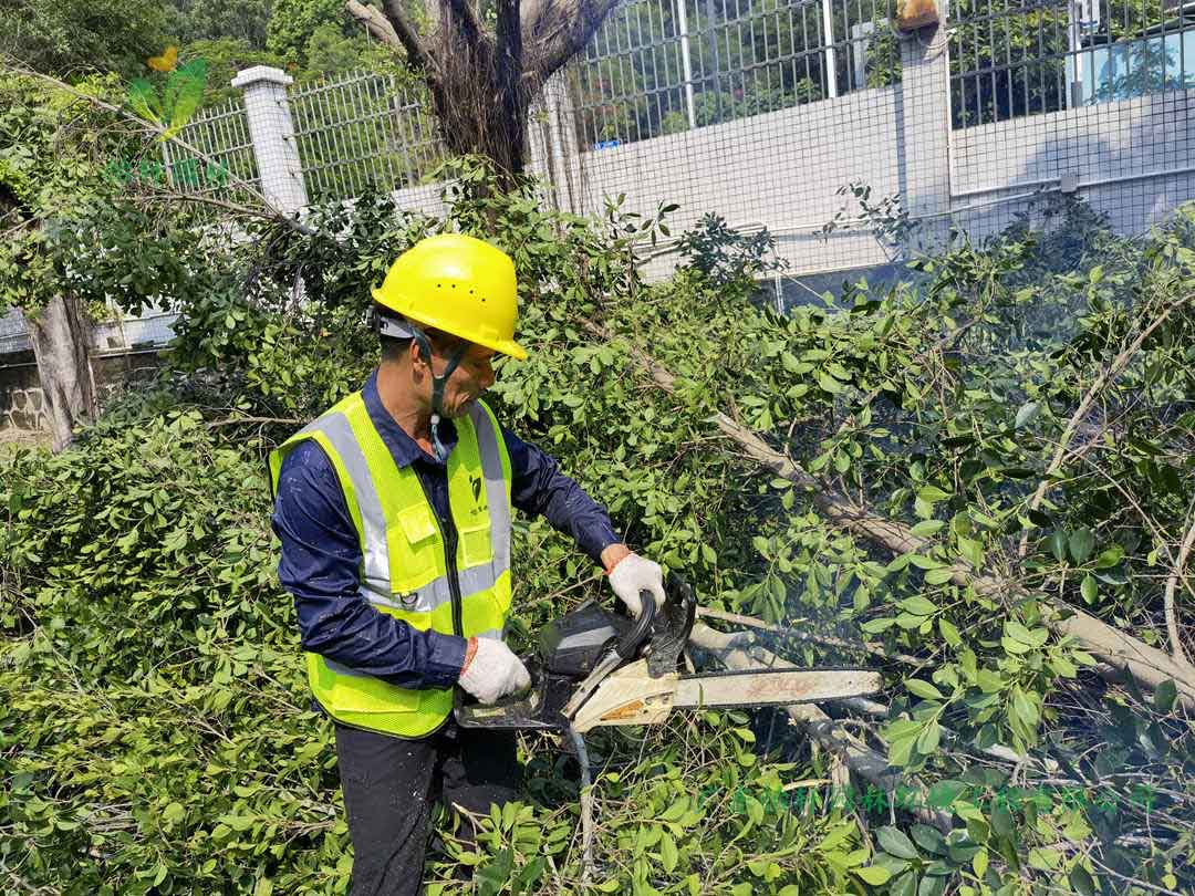 九游会园林绿化公司修剪工人锯掉榕树的树枝