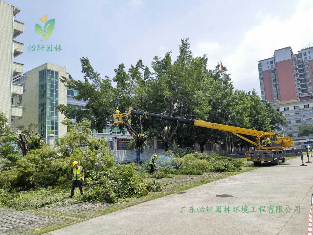 九游会园林绿化公司采用高空吊车修剪榕树